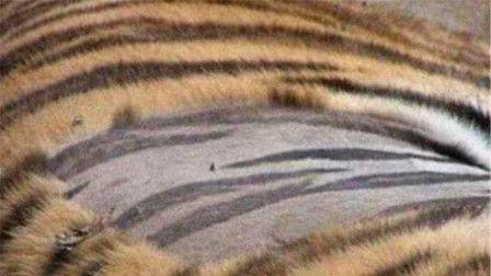 王老虎被爆料视频播放下载,播放下载量激增背后的真相揭秘